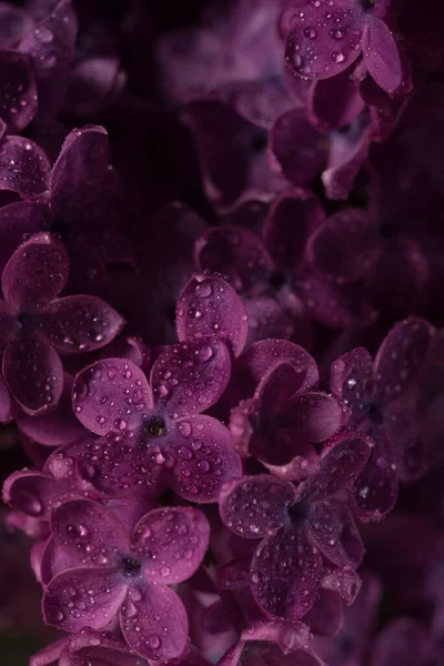 Güzel Mor Leylak Çiçekleri Çiy Damlalarıyla Kaplı Leylak Bahar Çiçeklerinin — Stok fotoğraf