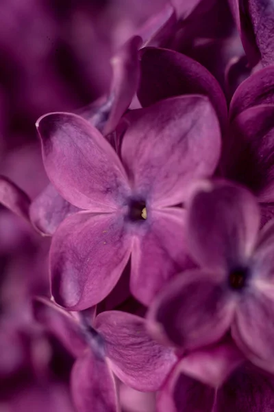 Hermosas Flores Lila Púrpura Macro Foto Flores Primavera Lila Cubiertas —  Fotos de Stock