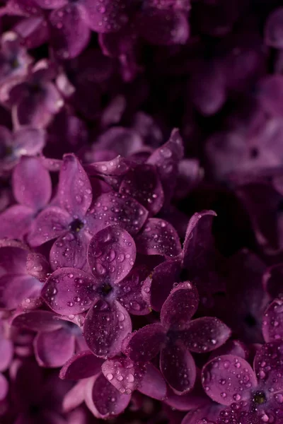 Belles Fleurs Lilas Pourpres Macro Photo Fleurs Printemps Lilas Fond — Photo