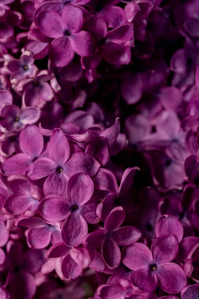 Bellissimi Fiori Viola Lilla Macro Foto Fiori Primavera Lilla Fondo — Foto Stock