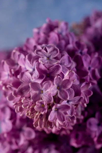 Hermosas Flores Lila Púrpura Macro Foto Flores Primavera Lila Fondo —  Fotos de Stock