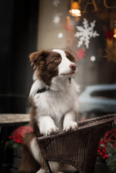 Rozkošný Brown Border Collie Sedí Ulici Kavárna Židle Vánoční Slavnostní — Stock fotografie