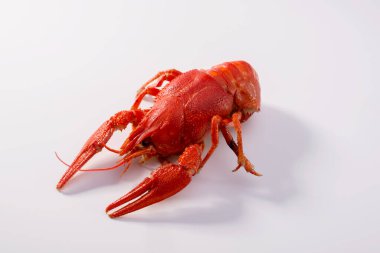 Beyaz arka planda kaynamış kırmızı kerevit. Taze deniz ürünleri..