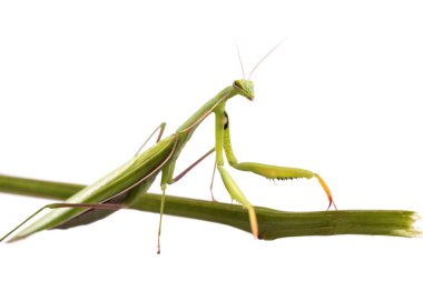 Avrupa Peygamberdevesi kadın ya da peygamber devesi dini beyaz arka plana yaklaşır. Büyük yırtıcı böcekler