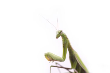 Avrupa Peygamberdevesi kadın ya da peygamber devesi dini beyaz arka plana yaklaşır. Büyük yırtıcı böcekler