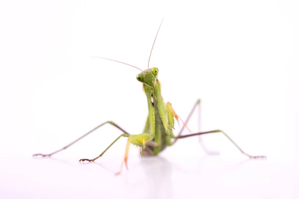 ヨーロッパの祈りマンティスの女性やマンティスの宗教は白地に近い 大型捕食昆虫 — ストック写真