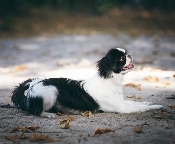 Japanese Chin, six months old puppy, outdoor lying on the sand ground.