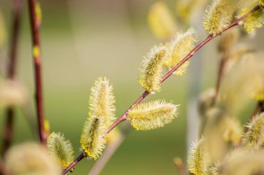 Early spring sunny background. Pussy willow catkins close up selective focus spring seasonal background
