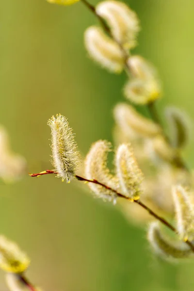 Early Spring Sunny Background Pussy Willow Catkins Close Selective Focus — Foto Stock