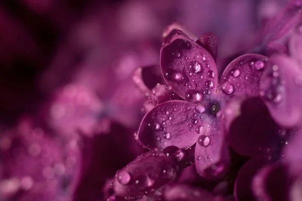 Hermosas Flores Lila Púrpura Enfoque Selectivo Macro Foto Flores Primavera —  Fotos de Stock