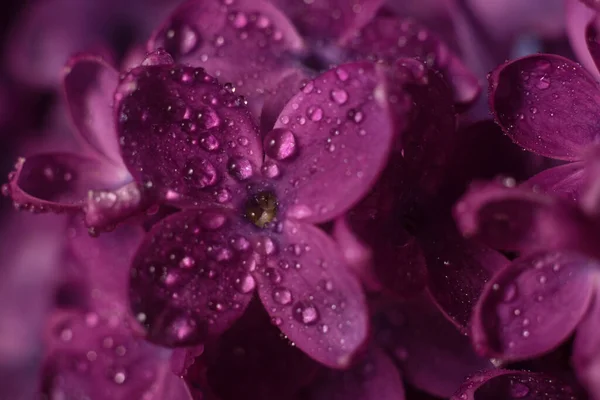 Hermosas Flores Lila Púrpura Enfoque Selectivo Macro Foto Flores Primavera —  Fotos de Stock