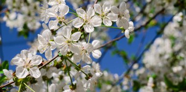 Kiraz ağacı çiçekleri. Beyaz bahar çiçekleri yakın plan. Yumuşak odaklı bahar mevsimlik arka plan. Vintage fotoğraf.