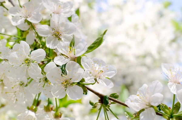 Les Cerisiers Fleurissent Fleurs Blanches Printemps Gros Plan Objectif Doux — Photo