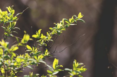 Bahar mevsiminin başlarında, leylak çalılarının taze yapraklarıyla. Genç yeşil yapraklar parlak güneş ışığına karşı.