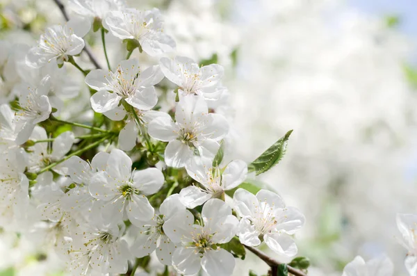 Les Cerisiers Fleurissent Fleurs Blanches Printemps Gros Plan Objectif Doux — Photo