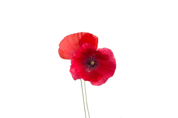 Beautiful Red Poppy Isolated White Background — Stock Photo, Image