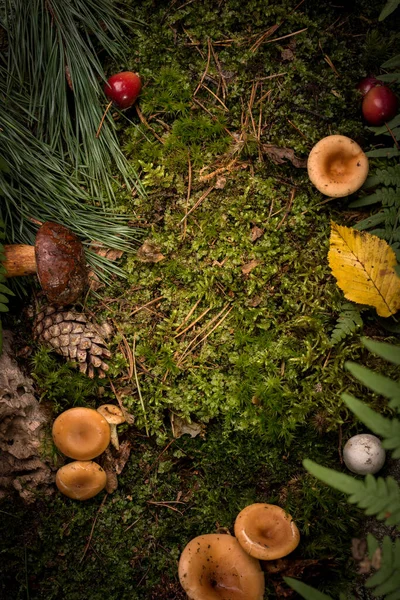 Naturalny Dekoracyjny Rama Zielony Mech Grzyb Liść Paproć Dziki Czerwienny — Zdjęcie stockowe