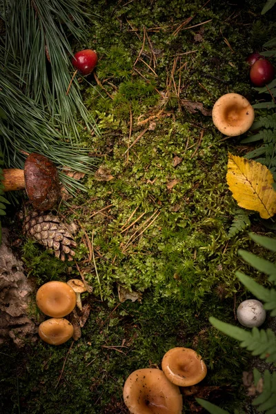 Natuurlijk Decoratief Frame Van Groen Mos Champignons Bladeren Van Varens — Stockfoto