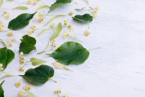白い木の背景にリンデンの花や葉 テキストのための空のスペースを持つ新鮮なリネンの葉のパターン — ストック写真