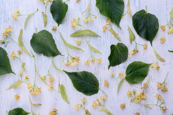 古い白い木の背景にリンデンの花や葉 新緑の葉の模様 — ストック写真