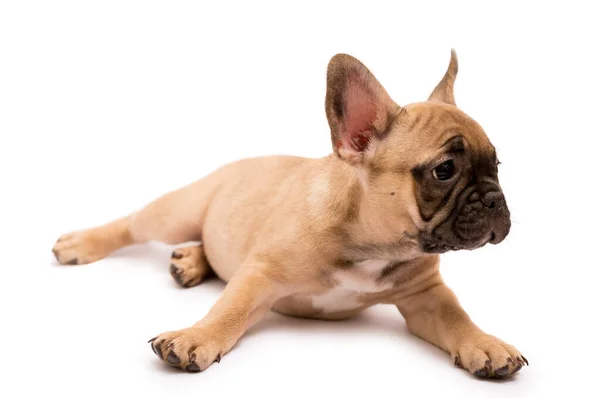 Francia Bulldog Imádnivaló Fawnpuppy Aranyos Kis Kölyök Egy Fehér Háttér — Stock Fotó