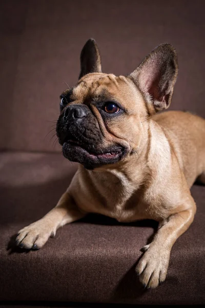 Adorable Young French Bulldog Fawn Color Close Portrait Dog — Stock Photo, Image