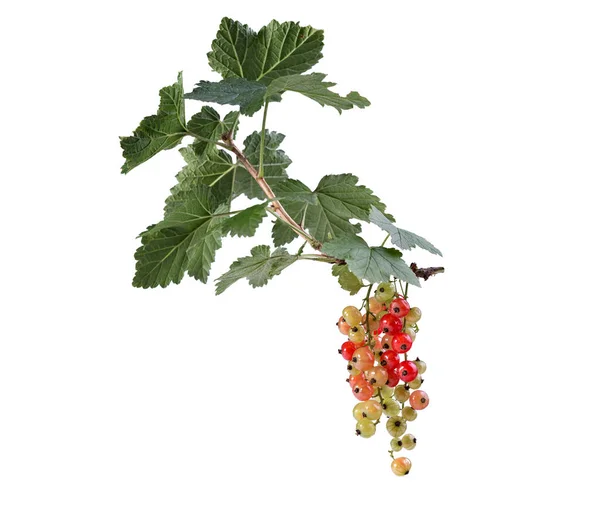 白を基調とした新鮮な熟した赤スグリの枝 汚染された果実 — ストック写真