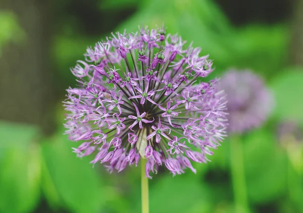 Fioletowy Allium Lucy Ball Kwiaty Pole Wiosenny Projekt Ogrodu Wieloletnich — Zdjęcie stockowe