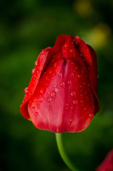 Flor Tulipán Rojo Brillante Bajo Gotas Rocío Jardín Lluvioso Tema —  Fotos de Stock