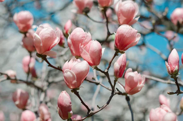 Lkbaharda Güzel Manolya Ağaçları Çiçek Açar Gün Batımına Karşı Manolya — Stok fotoğraf