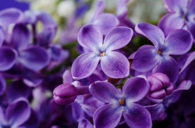 Güzel mor leylak çiçekleri. Leylak bahar çiçeklerinin makro fotoğrafı. Çiçek arka planı.
