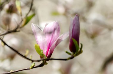 Baharda güzel, açık pembe manolya çiçekleri açar. Gün batımına karşı manolya çiçeği. Romantik bahar çiçekli arka plan.