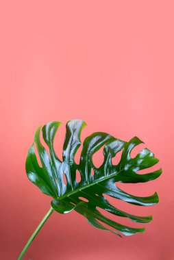 Büyük taze Monstera yaprağı, mercan renklerine karşı tropikal İsviçre peyniri. Metin için boş alanı olan yaz mevsimlik arkaplan