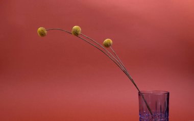 Güzel kuru Craspedia. Billy Balls. Pas rengi arka plana karşı davul sopası ya da yünlü kafa. Minimalist çiçek arkaplanı.