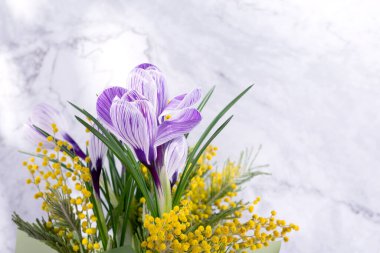Güzel bahar timsahları ve mermer arka planda mimoza çiçekleri..