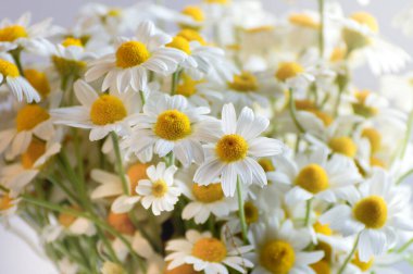 Beyaz papatya çayını ya da papatyayı bukete koy. Alternatif tıp arınması. Doğal altyapı..