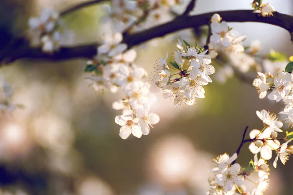 Kiraz ağacı çiçekleri. Beyaz bahar çiçekleri yakın plan. Yumuşak odaklı bahar mevsimlik arka plan. Vintage fotoğraf.