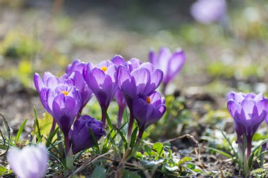 Güzel timsahlar ilk soğanı üretir. Çiçek açan bir grup mor çiçek, mevsimlik kartpostalları selamlamak için iyidir..