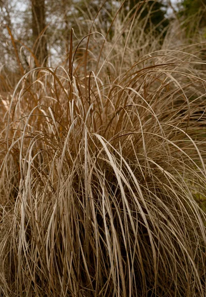 Pampas Grass Bush Cortaderia Selloana Modern Landscape Design Plant Boho — Stock Photo, Image