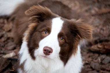 Şirin kahverengi Border collie köpek portresi. Parktaki sevimli pofuduk köpek yavrusu..