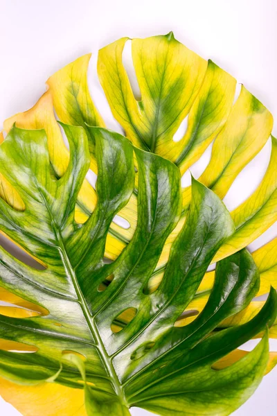 Hojas Grandes Monstera Verdes Amarillas Planta Queso Suizo Tropical Sobre — Foto de Stock