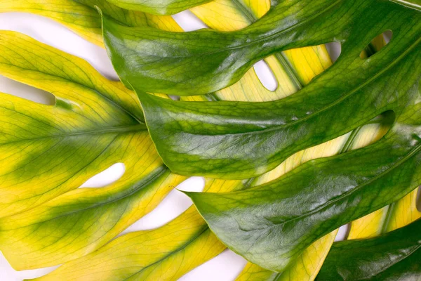 Grandes Hojas Verdes Amarillas Monstera Planta Suiza Queso Tropical Cerca — Foto de Stock