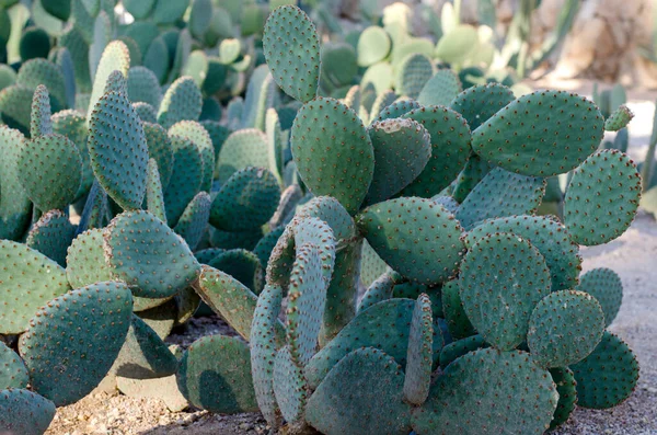Cactus Opuntia Patio Estilo Colonial —  Fotos de Stock