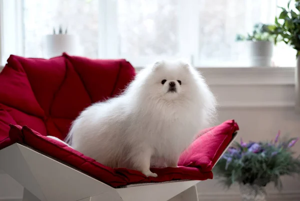 Adorável Fofo Pomeranian Dog Deitado Sofá Vermelho Close Retrato Animal — Fotografia de Stock