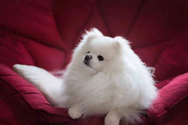 Förtjusande Fluffig Pommersk Hund Liggande Den Röda Soffan Närbild Porträtt — Stockfoto