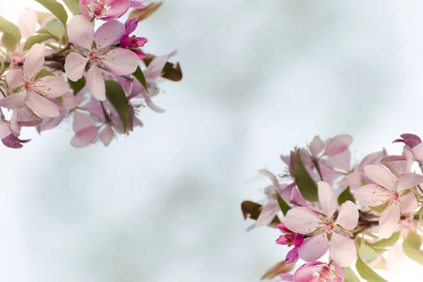 Selektiv Fokussiertes Makrofoto Einer Rosa Apfelbaumblüte Vor Verschwommenem Hintergrund Frühling — Stockfoto