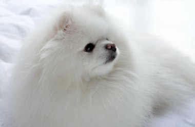 Pomeranian Köpeği Beyaz Sevimli ve Yumuşak. Bir evcil hayvanın yakın portresi