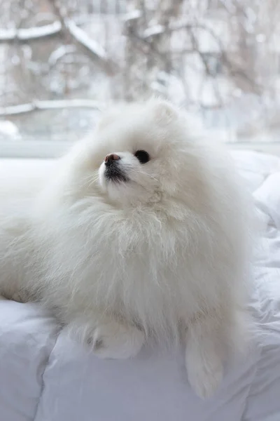 Pomeranian Dog White Rozkošný Nadýchaný Zavřít Portrét Domácího Mazlíčka — Stock fotografie