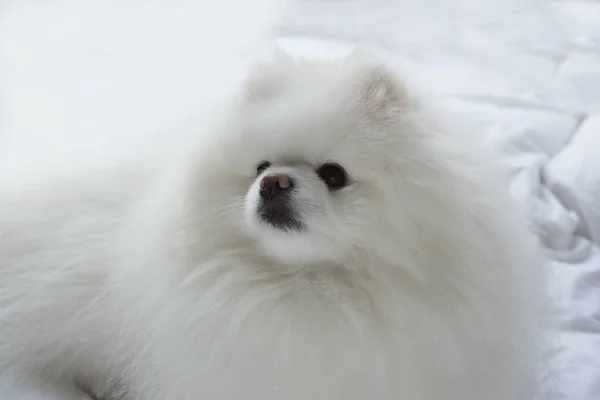 Pomeranian Dog Branco Adorável Fofo Close Retrato Animal Estimação — Fotografia de Stock