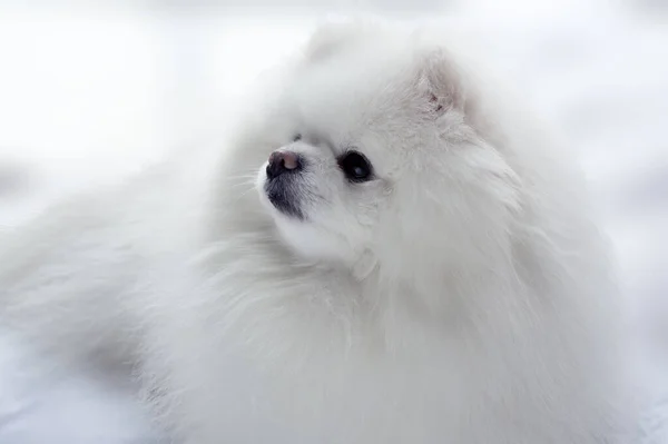 Pomeranian Köpeği Beyaz Sevimli Yumuşak Bir Evcil Hayvanın Yakın Portresi — Stok fotoğraf